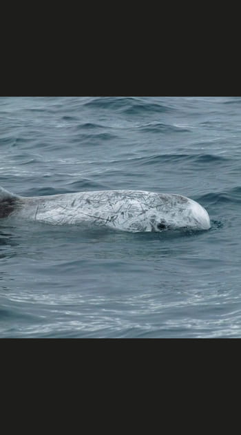 Dauphin de Risso
