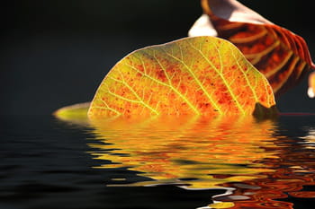 L'automne se profile, admirez ses couleurs