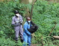 Gorilla Doctors