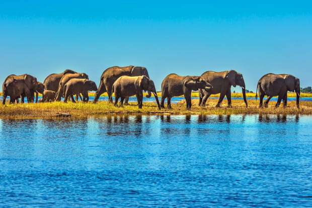 Le parc national de Chobe au Botswana