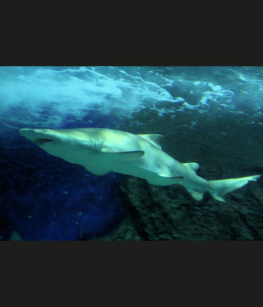 Silhouette de requin