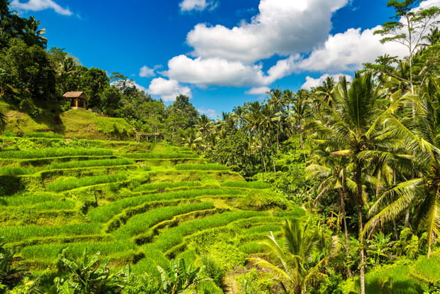 Déjeuner au milieu des rizières de Tegalalang
