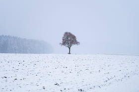 Neige et verglas en France&nbsp;: Paris, Grand Est, Alpes... Les pr&eacute;visions de ce vendredi