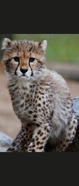 Zoo de la Palmyre, Charente-Maritime