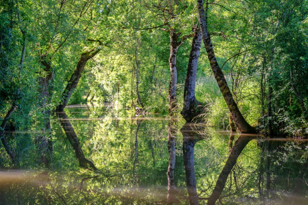 Du Marais Poitevin au bayou de Louisiane