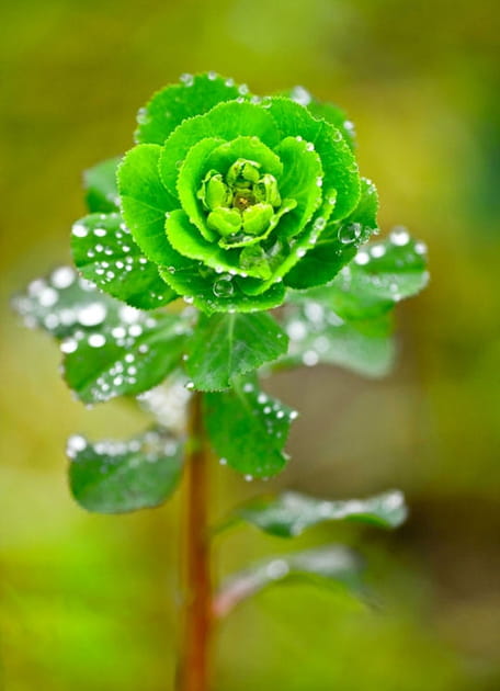 Rose de No&euml;l