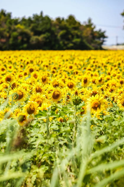 Une flamb&eacute;e des cours de graines de tournesol