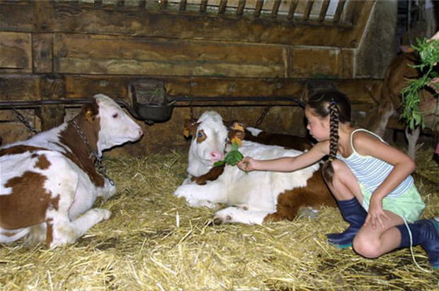 On va voir les vaches ?