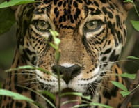 Biodiversité : les sanctuaires de l'espoir : L'Amérique centrale