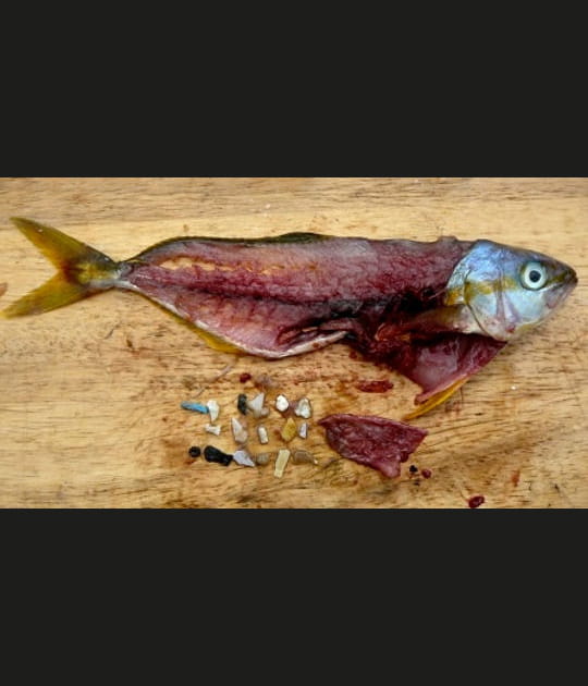 Du plastique dans le ventre des poissons