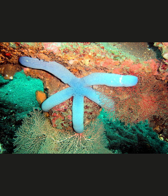 Amateur de corail