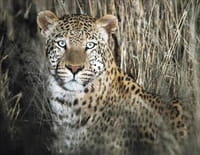 Namibie sauvage : La réserve d’Erindi