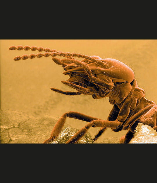 L'insecte qui s'attaque aux fondations