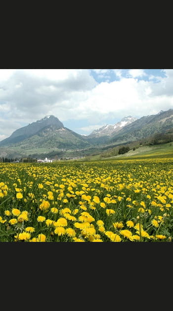 Prairies fleuries des Bauges, Savoie, Rh&ocirc;ne-Alpes