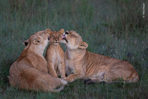 "Parentalité partagée" par Mark Boyd (Kenya)