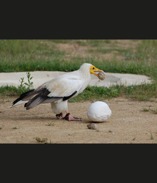 Vautour percnopt&egrave;re