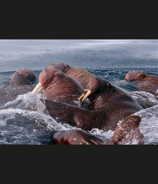 Des femelles endurantes