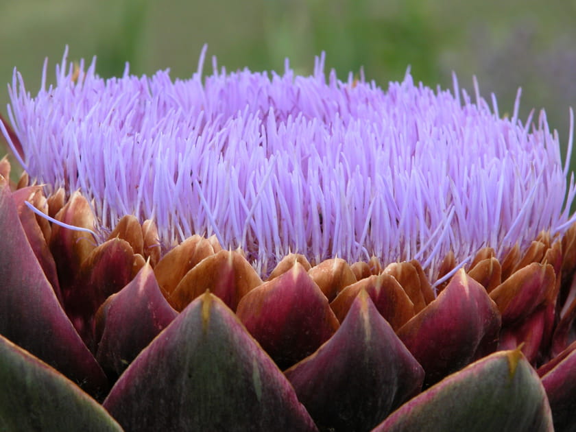 Fleur d'artichaut