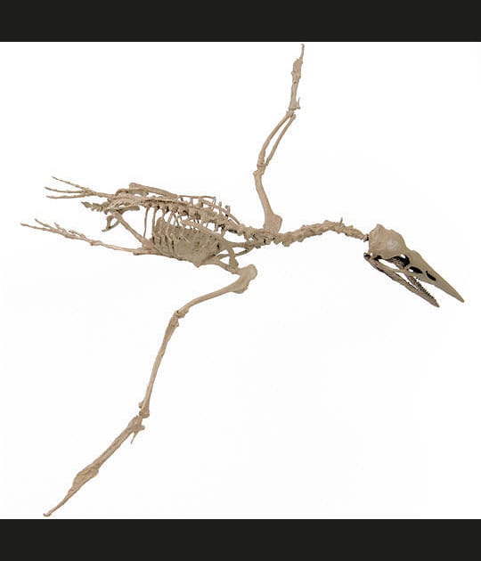 Des dinosaures volants &agrave; plumes
