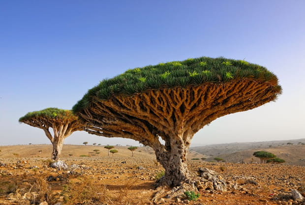 L'île de Socotra au Yémen