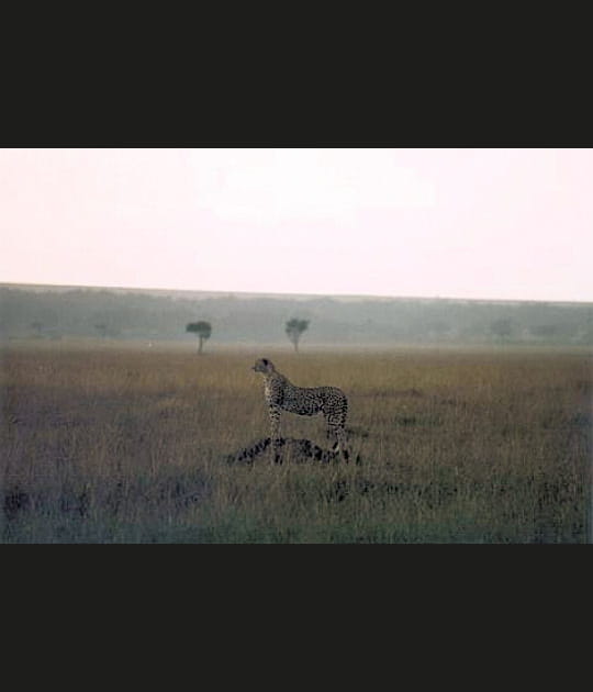 La classe du gu&eacute;pard
