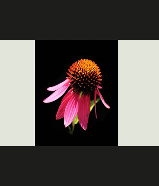 Echinacea