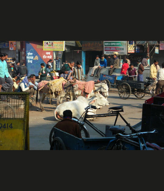 Les vaches de Old Delhi