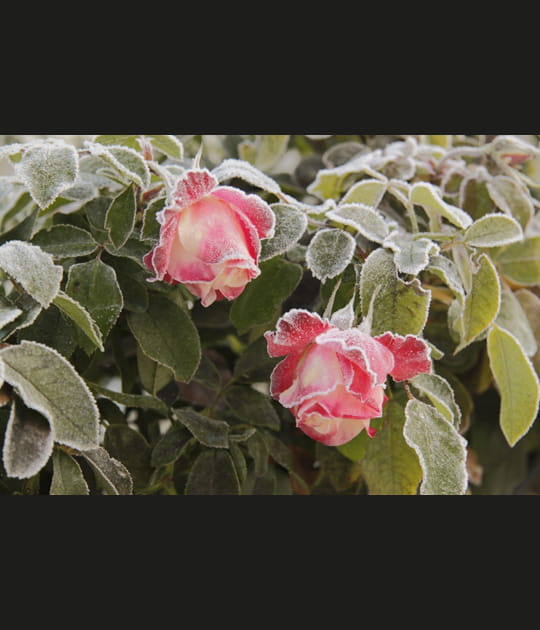 Roses givr&eacute;es