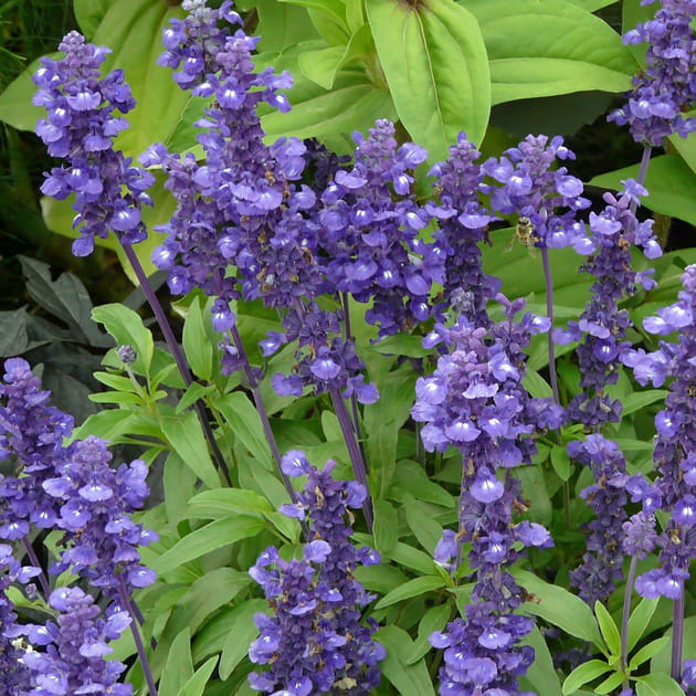 La salvia &quot;Love and Wishes&quot;