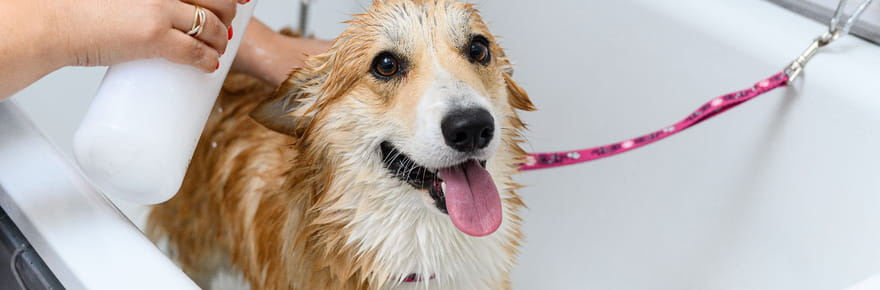 &quot;Cela fait plus de mal que de bien&quot;&nbsp;: cette v&eacute;t&eacute;rinaire donne la bonne fr&eacute;quence pour laver les animaux de compagnie