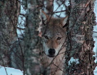 La loi de la survie : Intelligence animale