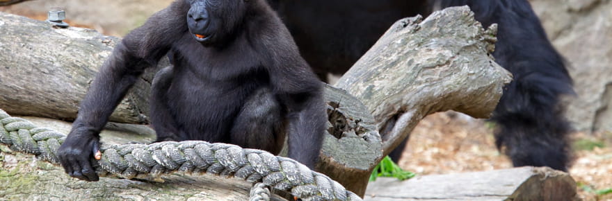 Des gorilles abandonn&eacute;s dans un zoo ferm&eacute; il y a trois ans, &quot;ils ne devraient pas &ecirc;tre encore ici&quot;