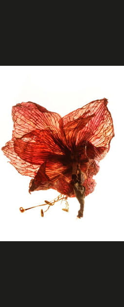 Amaryllis