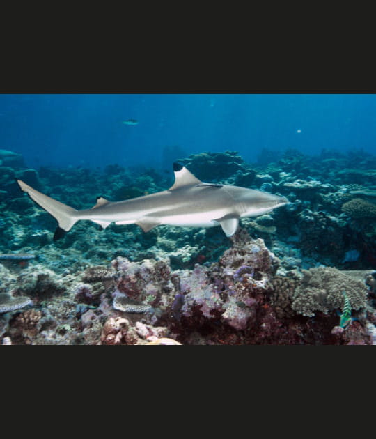 Une incroyable faune aquatique