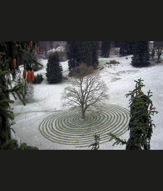 La ronde fascinante autour de l'arbre