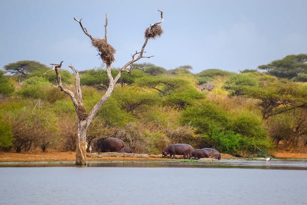 Destination le Parc national Kruger