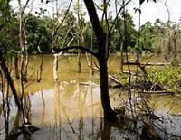 Les mondes inondés : Kinabatangan, l'éden sauvage de Bornéo