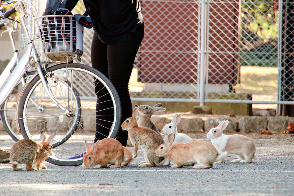 Ces destinations sont litt&eacute;ralement envahies par les animaux&nbsp;: L'&icirc;le d'Okunoshima au Japon