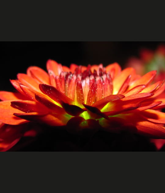 Fleur