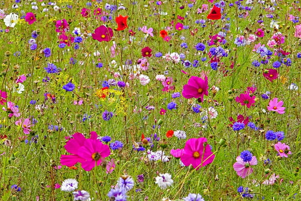 Fleurs des champs à Saint-Brieuc