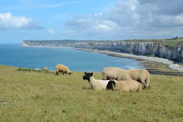 Des falaises à perte de vue sur la Côte d'Albâtre