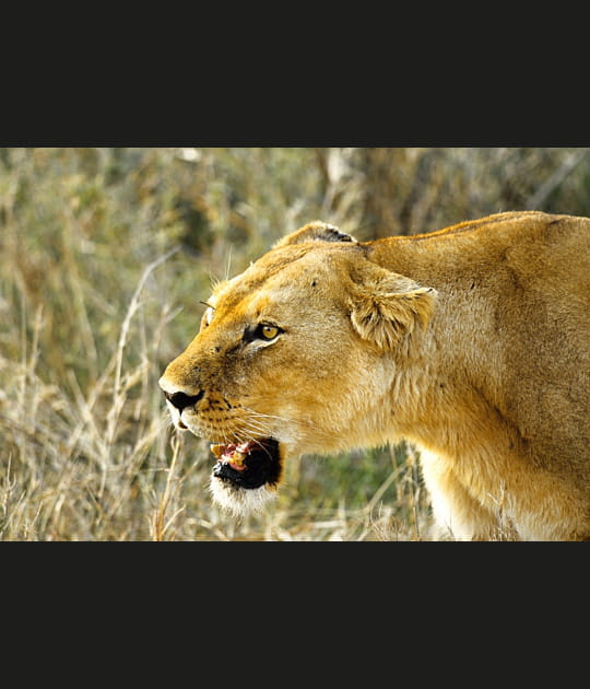 Une maman lionne tr&egrave;s en col&egrave;re, parc du Serengeti