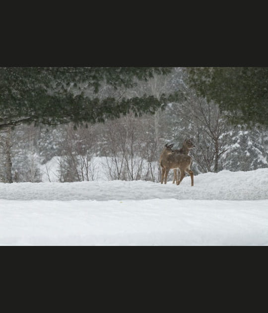 Cerfs de Virginie sous la neige