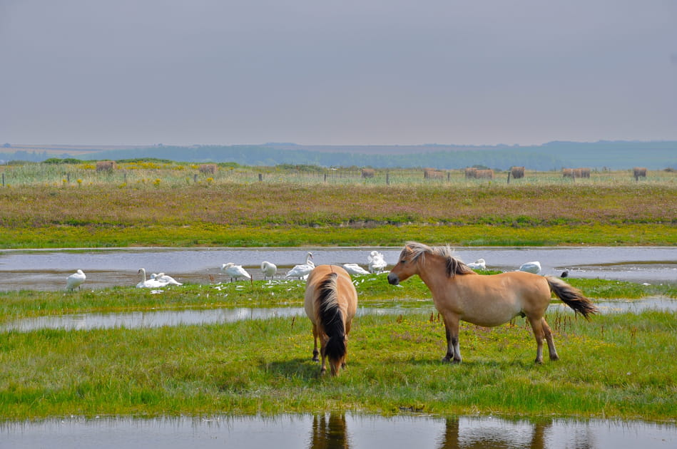 La Baie de Somme