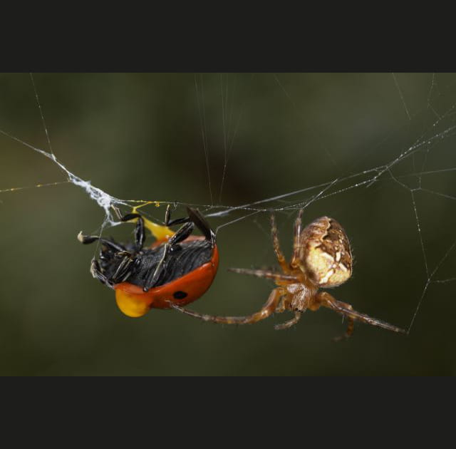 Agression d'une coccinelle