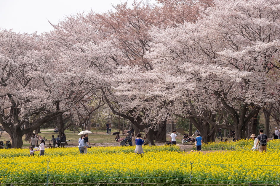 Showa Kinen Koen, petite pause loin du tumulte de Tokyo