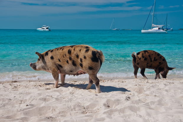 Ces destinations sont littéralement envahies par les animaux : Pig Beach aux Bahamas !