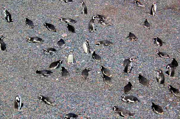 Les pingouins d'Argentine
