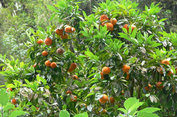 Un oranger sur le sol réunionnais...