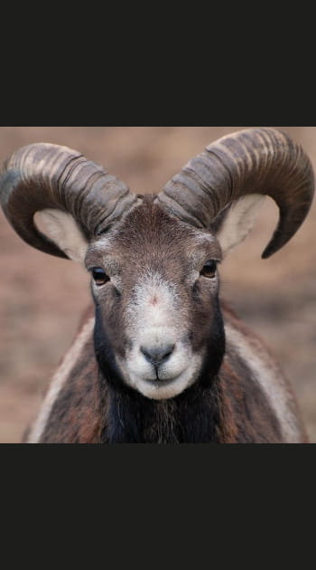 Mouflons du massif de Tabe, Ari&egrave;ge, Midi-Pyr&eacute;n&eacute;es